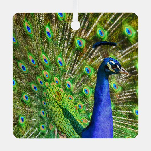 Brilliant Blue Peacock Metal Ornament (Vorderseite)