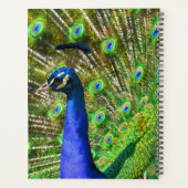 Brilliant Blue Peacock Planer (Rückseite)