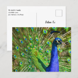 Brilliant Blue Peacock Postkarte