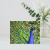 Brilliant Blue Peacock Postkarte (Stehend Vorderseite)