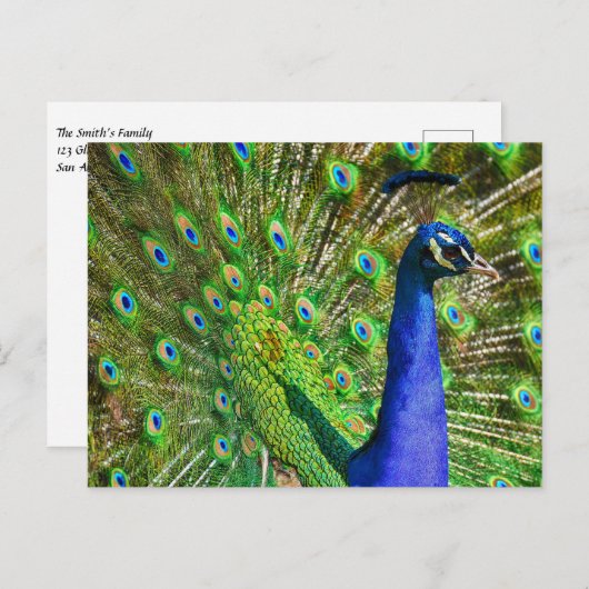Brilliant Blue Peacock Postkarte (Vorne/Hinten)