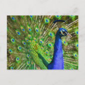 Brilliant Blue Peacock Postkarte (Vorderseite)