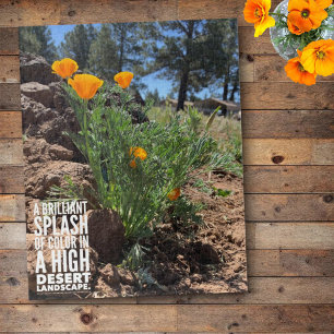 Brilliant California Poppies Nah-Up Fotograf Puzzle