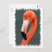 Brilliant Flamingo Postcard Postkarte (Vorne/Hinten)