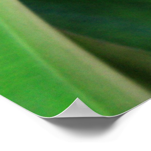 Brilliant Heliconia Poster (Ecke)