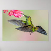 Brilliant Hummingbird Fliegen zu einer Blume Poster (Vorne)