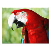 Brilliant Red Fotodruck (Vorne)