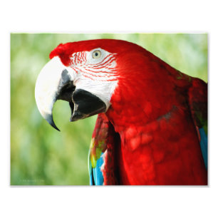 Brilliant Red Fotodruck