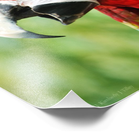 Brilliant Red Fotodruck (Ecke)