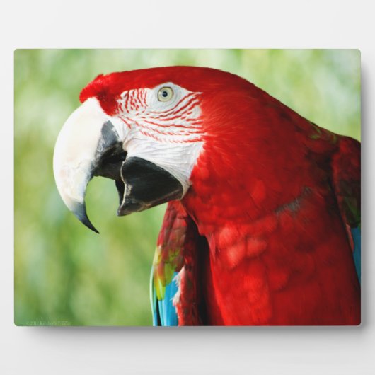 Brilliant Red Fotoplatte (Vorderseite)