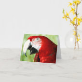 Brilliant Red Karte (Gelbe Blume)