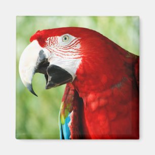 Brilliant Red Magnet