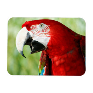 Brilliant Red Magnet