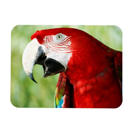 Brilliant Red Magnet (Horizontal)