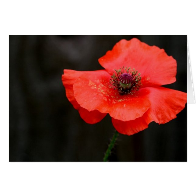 Brilliant Red Poppy (Vorderseite (Horizontal))