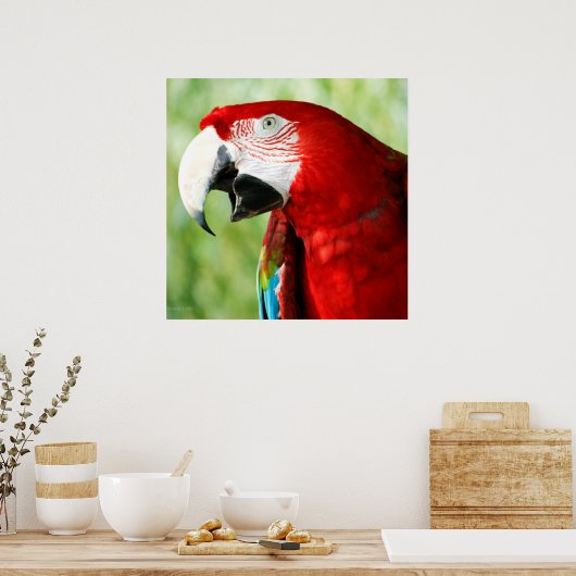 Brilliant Red Poster (Küche)