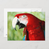 Brilliant Red Postkarte (Vorne/Hinten)