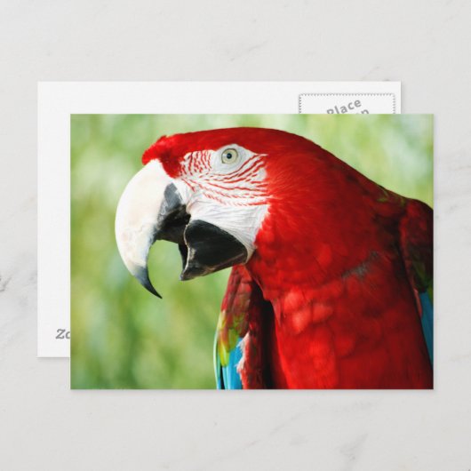 Brilliant Red Postkarte (Vorne/Hinten)