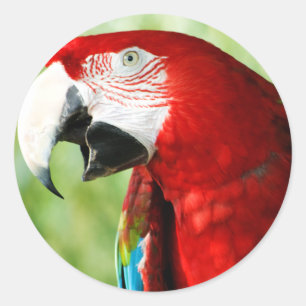 Brilliant Red Runder Aufkleber