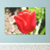 Brilliant Red Tulip Leinwanddruck (Insitu (Holzboden))