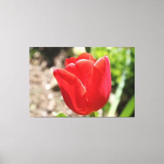 Brilliant Red Tulip Leinwanddruck (Vorderseite)