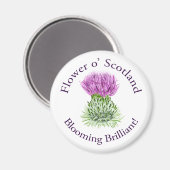 Brilliant Scottish Thistle blühend Magnet (Vorderseite/Rückseite)