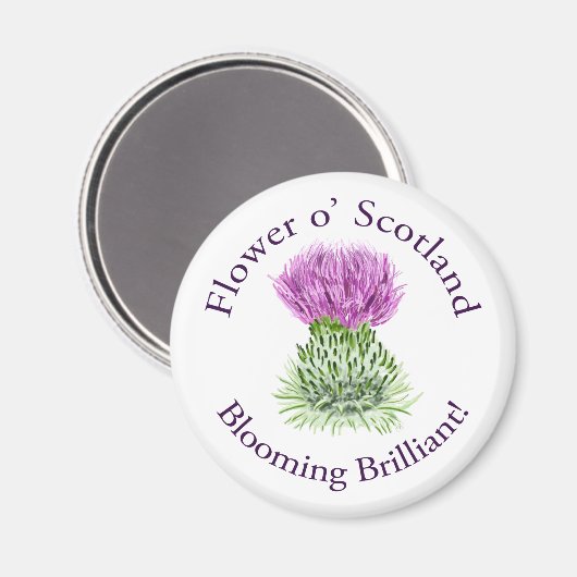 Brilliant Scottish Thistle blühend Magnet (Vorderseite/Rückseite)