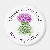 Brilliant Scottish Thistle blühend Magnet (Vorne)