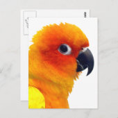 Brilliant Sun Conture Postkarte (Vorne/Hinten)