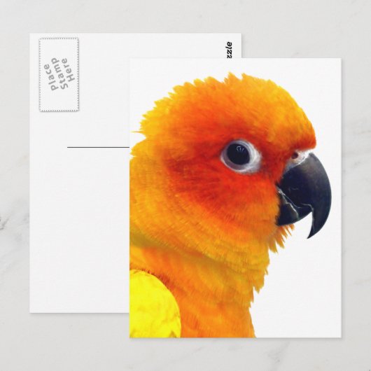 Brilliant Sun Conture Postkarte (Vorne/Hinten)