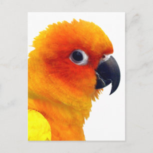 Brilliant Sun Conture Postkarte