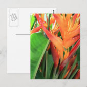 Brilliant Tropical Heliconia Florals Postkarte (Vorne/Hinten)