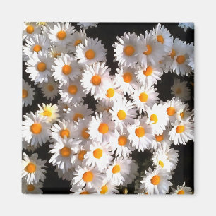 Brilliant White Daisies über Schwarze Flora Kunst Magnet