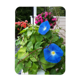 Brilliante Blaue Trichterwinden Magnet