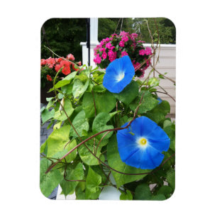 Brilliante Blaue Trichterwinden Magnet
