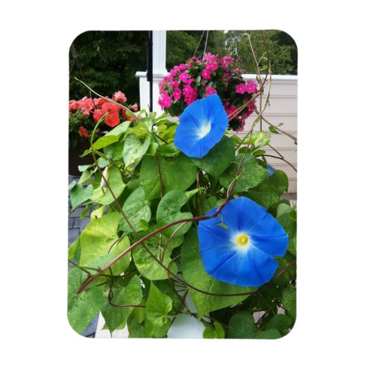 Brilliante Blaue Trichterwinden Magnet (Vertikal)