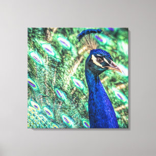 Brillianz bei Blue & Green Peacock Canvas Print Leinwanddruck