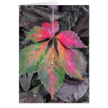 Brillianz unter Grau - Herbstleaf