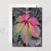 Brillianz unter Grau - Herbstleaf Postkarte (Vorne/Hinten)