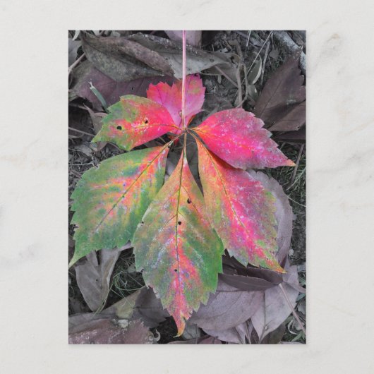 Brillianz unter Grau - Herbstleaf Postkarte (Vorderseite)