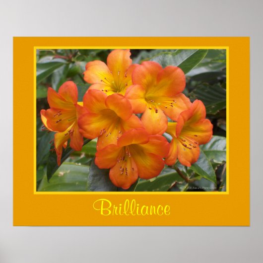 Brillianz Zen Medizin Orange Blume Foto Poster (Vorne)