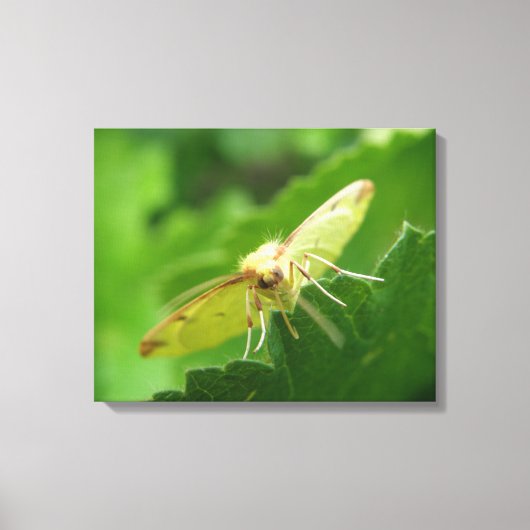 Brimstone Moth Canvas Print Leinwanddruck (Vorderseite)