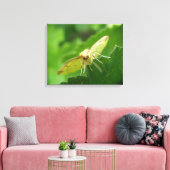 Brimstone Moth Canvas Print Leinwanddruck (Insitu (Wohnzimmer))