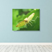 Brimstone Moth Canvas Print Leinwanddruck (Insitu (Holzboden))
