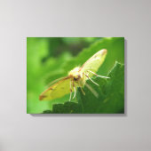 Brimstone Moth Canvas Print Leinwanddruck (Vorderseite)