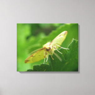 Brimstone Moth Canvas Print Leinwanddruck