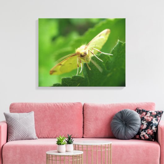 Brimstone Moth Canvas Print Leinwanddruck (Insitu (Wohnzimmer))
