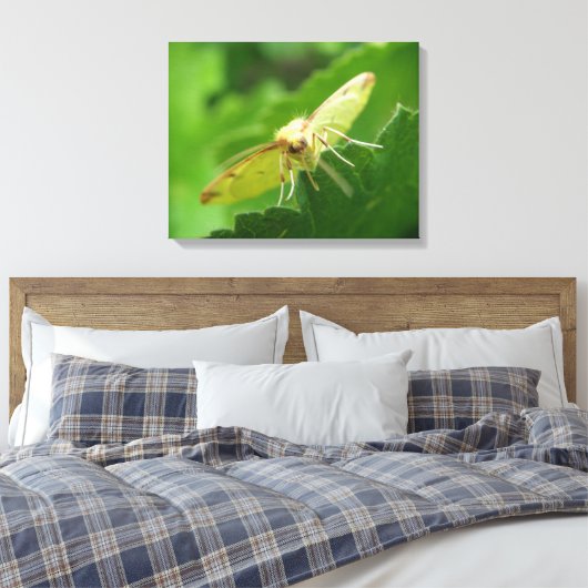 Brimstone Moth Canvas Print Leinwanddruck (Insitu (Schlafzimmer))