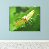 Brimstone Moth Canvas Print Leinwanddruck (Insitu (Holzboden))