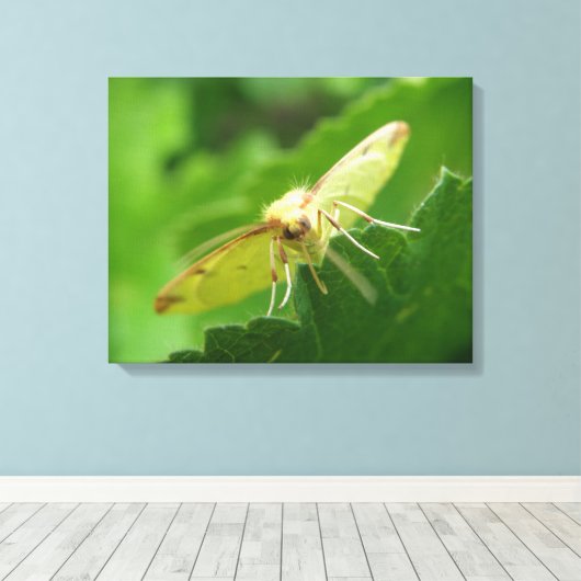 Brimstone Moth Canvas Print Leinwanddruck (Insitu (Holzboden))